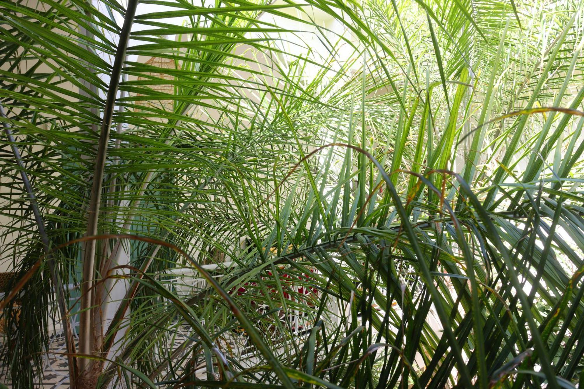 Riad Naanaa Bed & Breakfast Marrakesh Exterior foto